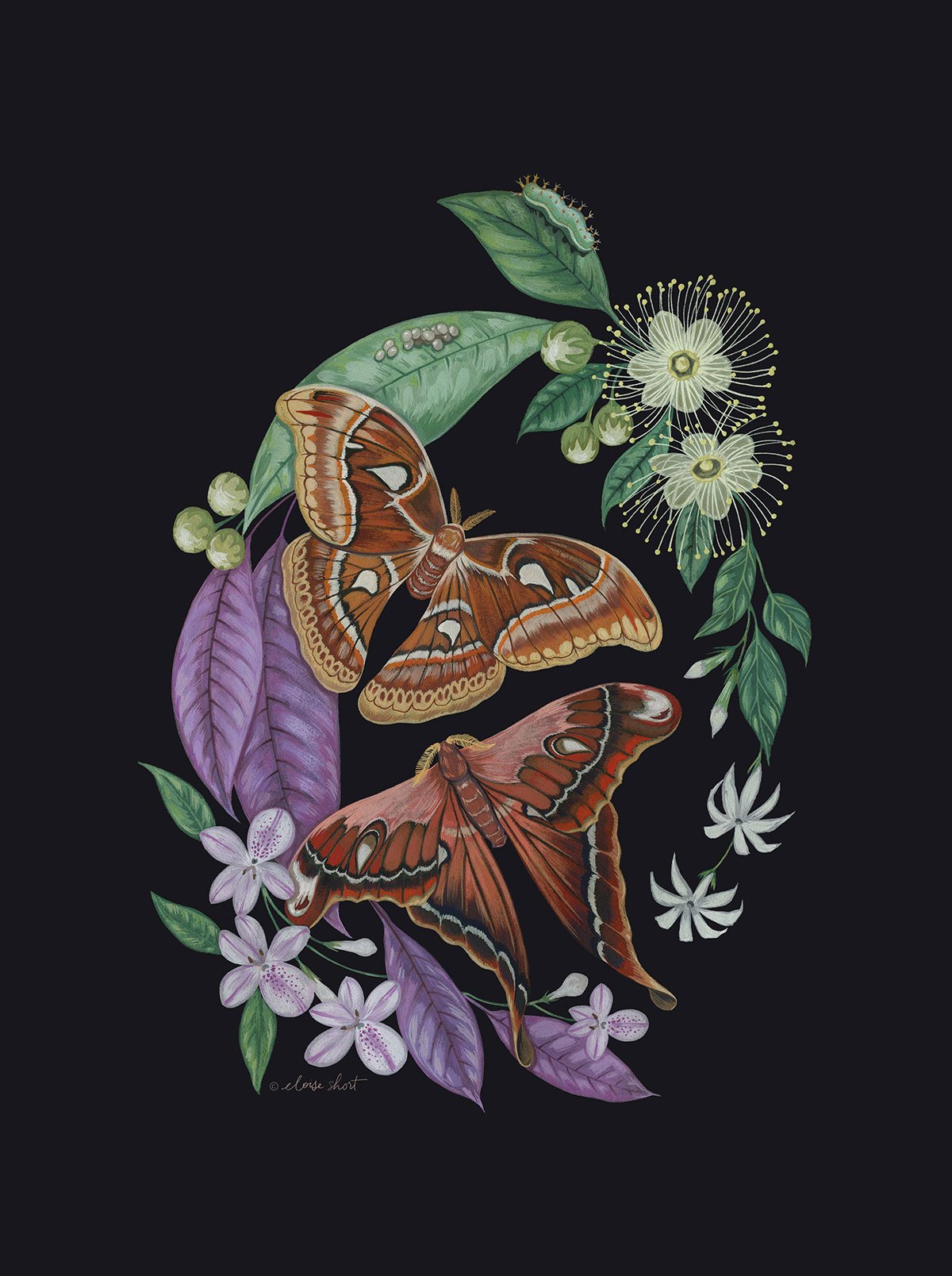 Rainforest-Moths-motif-print-A2-feature.jpg