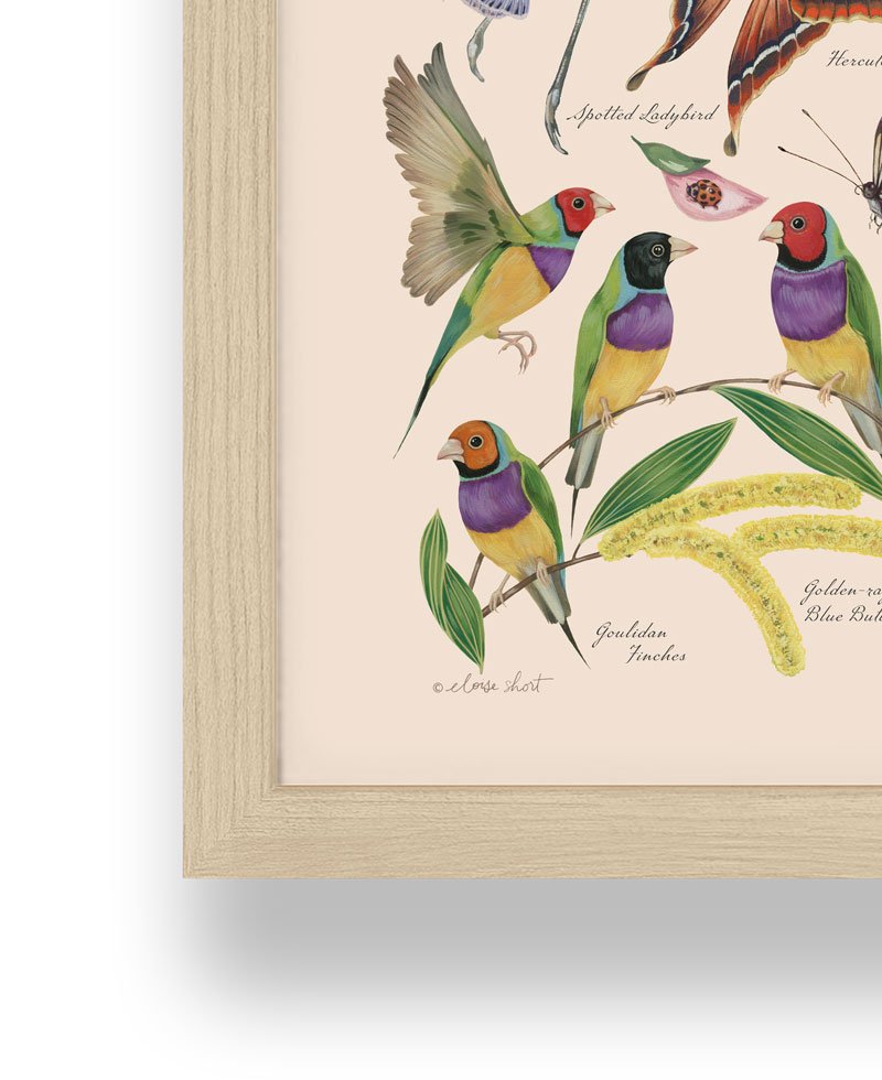 Australian-Birds-and-bugs-Framed-oak-eloise-short.jpg
