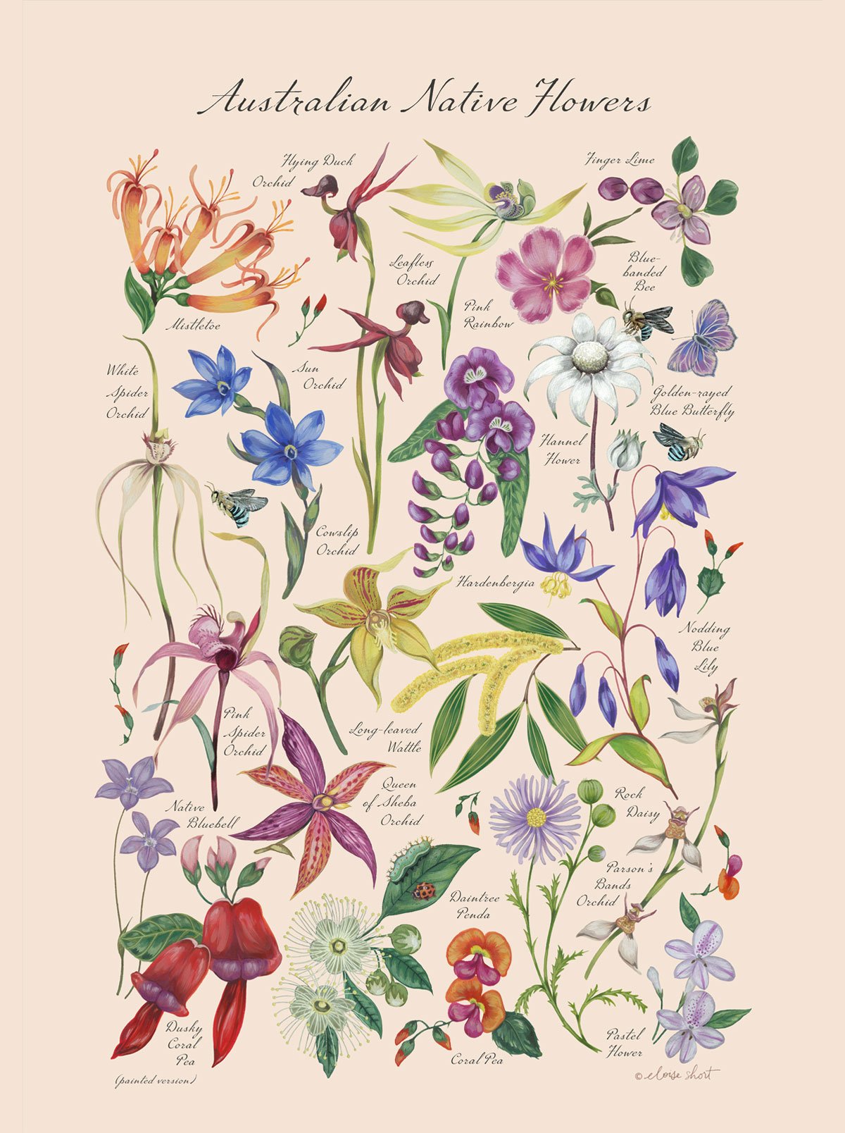 Native-flowers-painted-Australian-print-eloise-short-feature.jpg