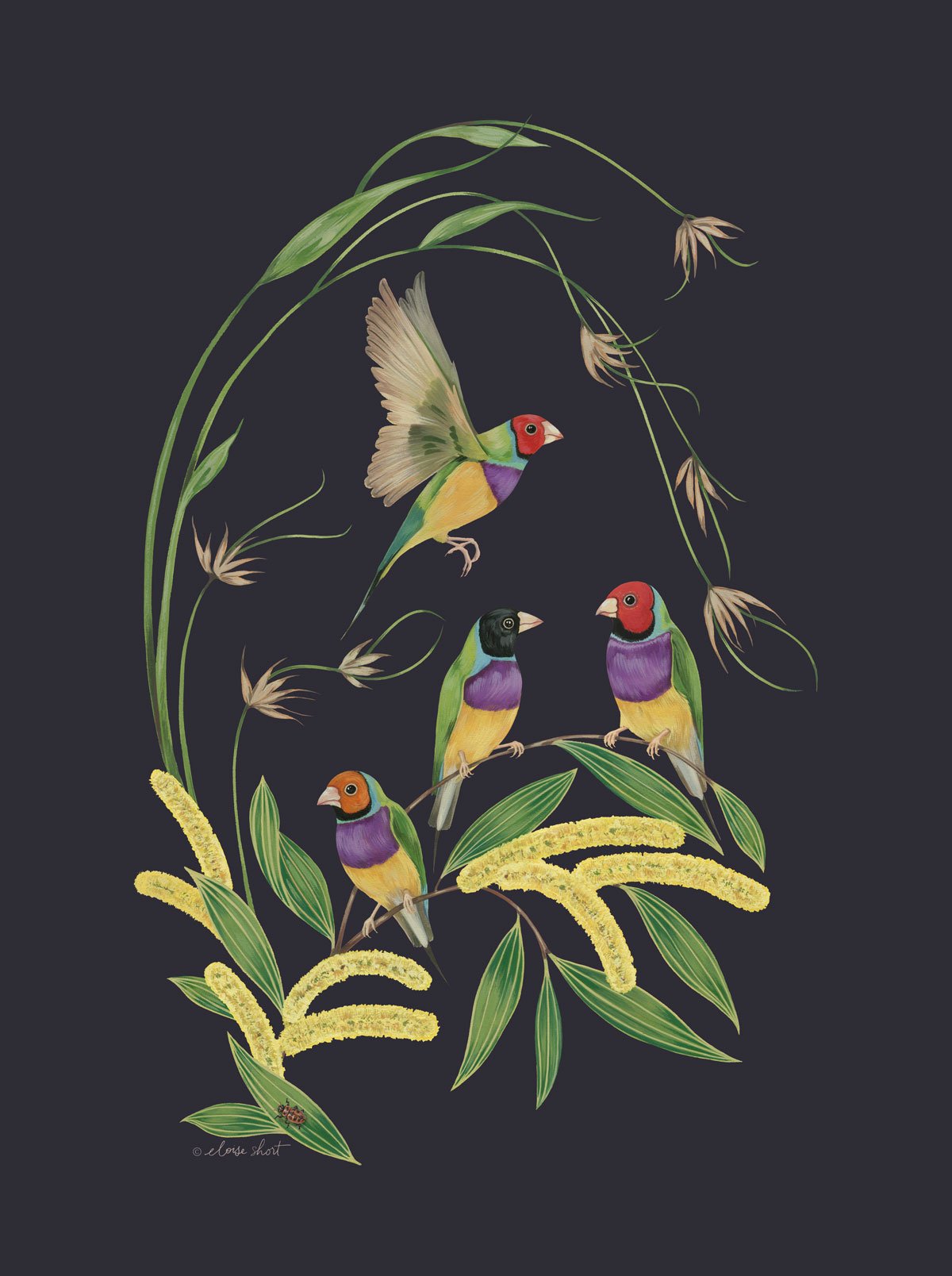 gouldian-finches-wattle-Australian-print-eloise-short-feature.jpg