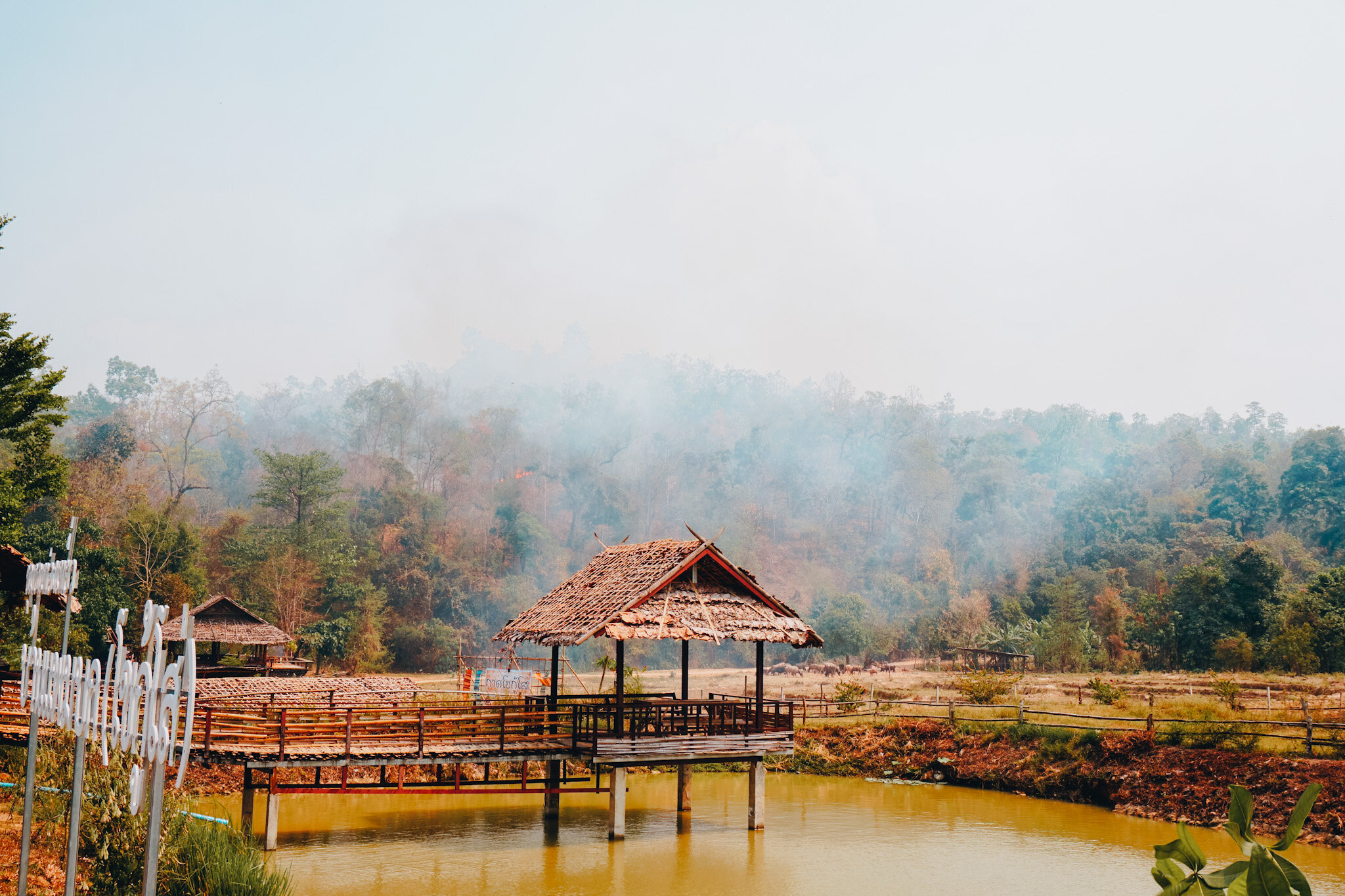 In the north of Thailand, forest fires cover the mountains and towns in a thick blanket of smoke. 

As I drive along the road, ash fills the air and the ground on either side of me is scorched black.

🌾 Each and every year, this happens. The farmers