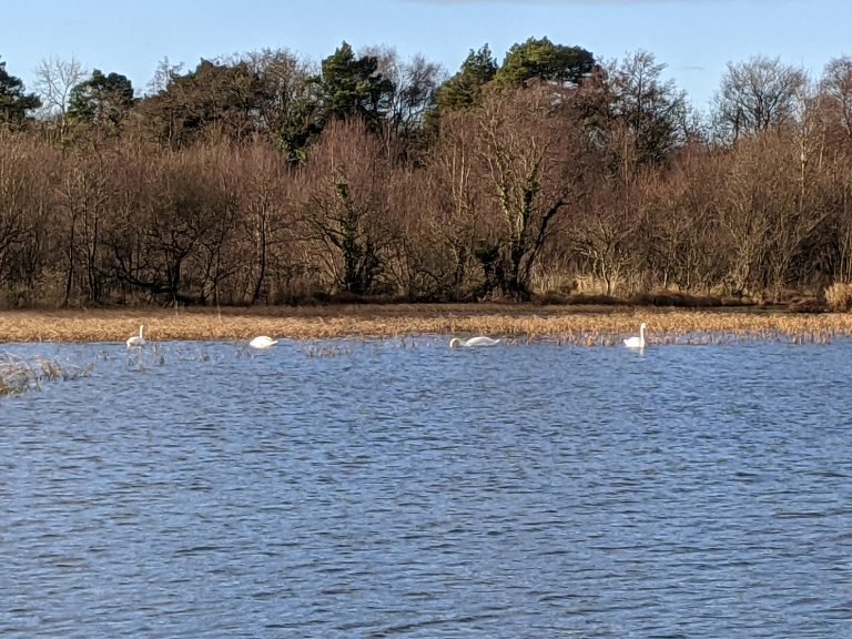 Swans on Lough Lene on a frosty morning
