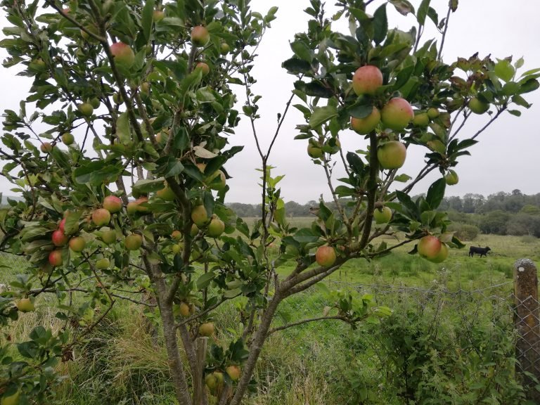 Apples galore on the older apple trees at the school
