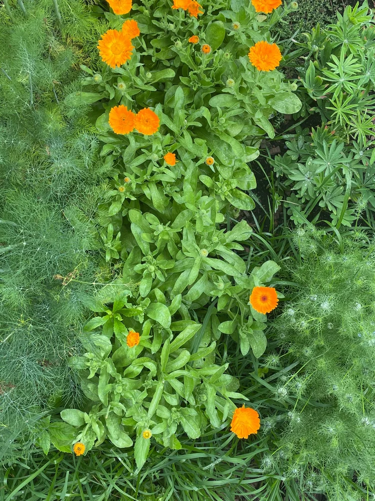 Calendula & Hypericum Oil