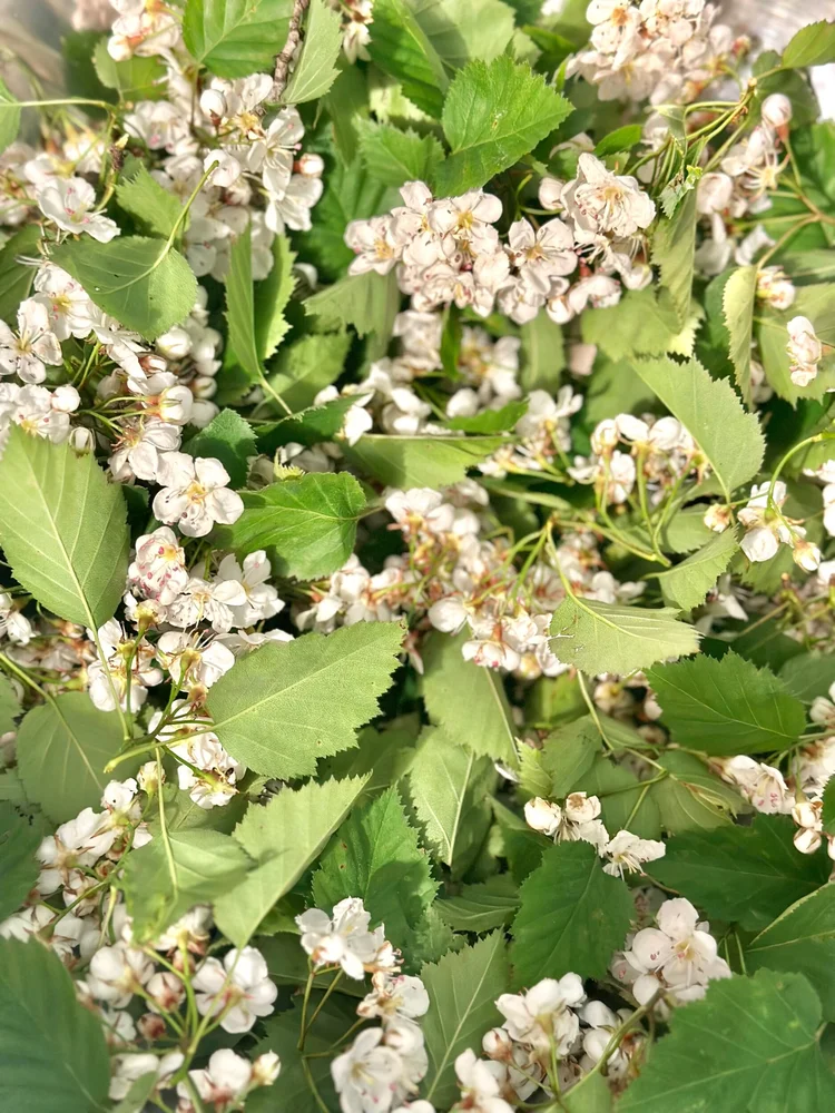 Hawthorn