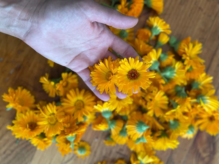Calendula Healing Oil