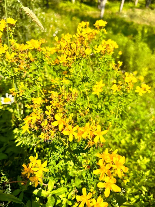 Hypericum Healing Oil