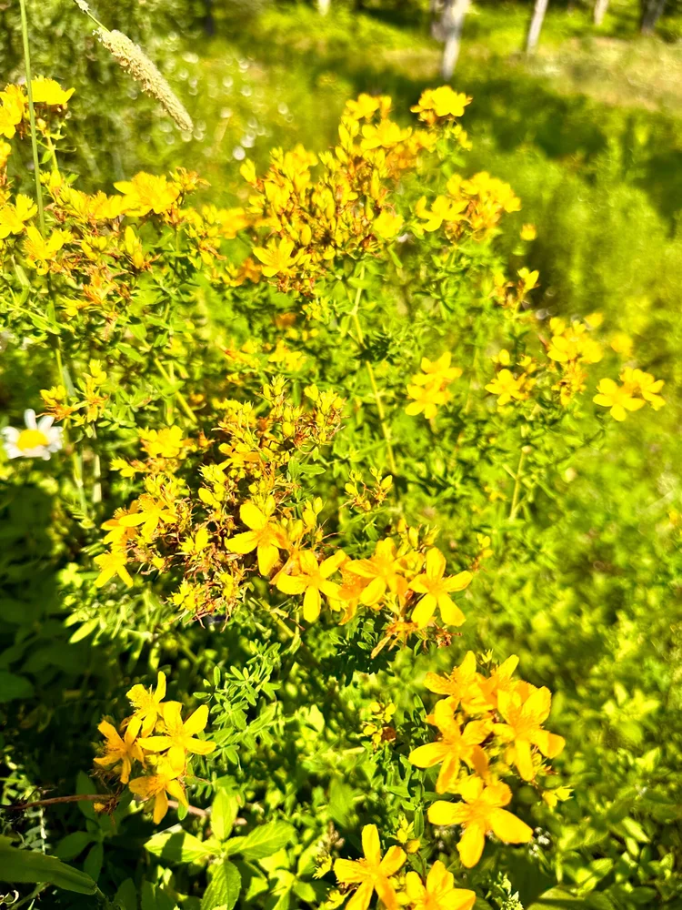 Hypericum Healing Oil