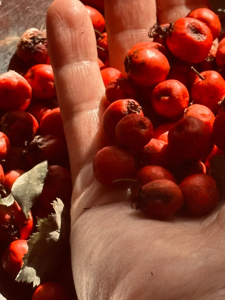 Hawthorn Heart Tonic