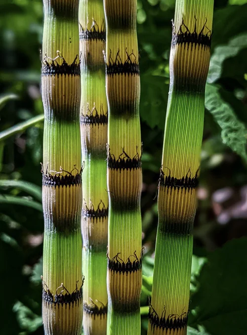 Horsetail tincture