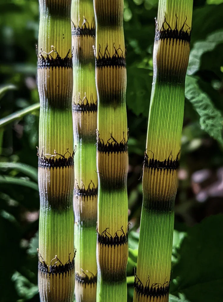 Horsetail