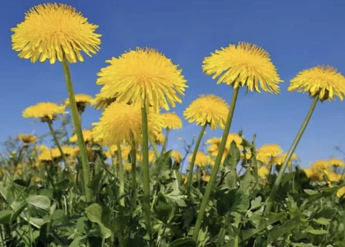 Dandelion tincture