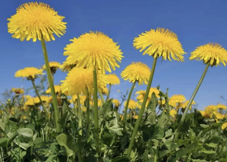 Dandelion