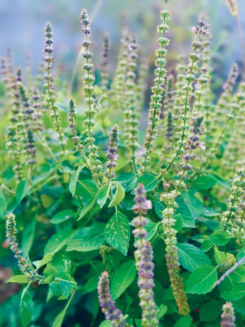 Holy Basil tincture