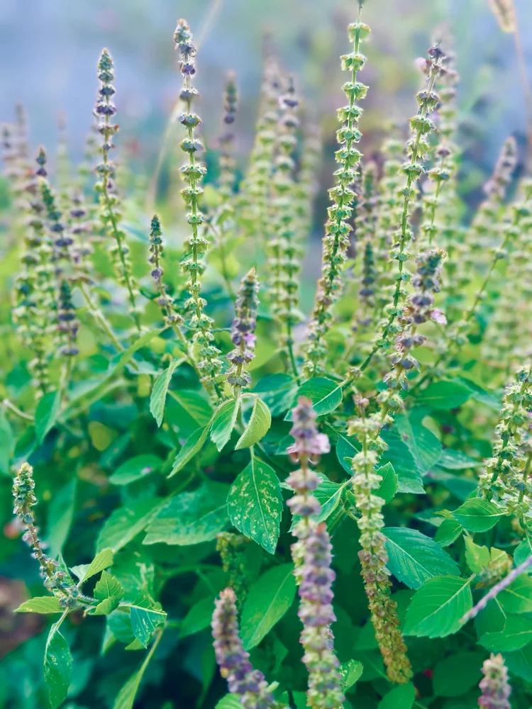 Holy Basil