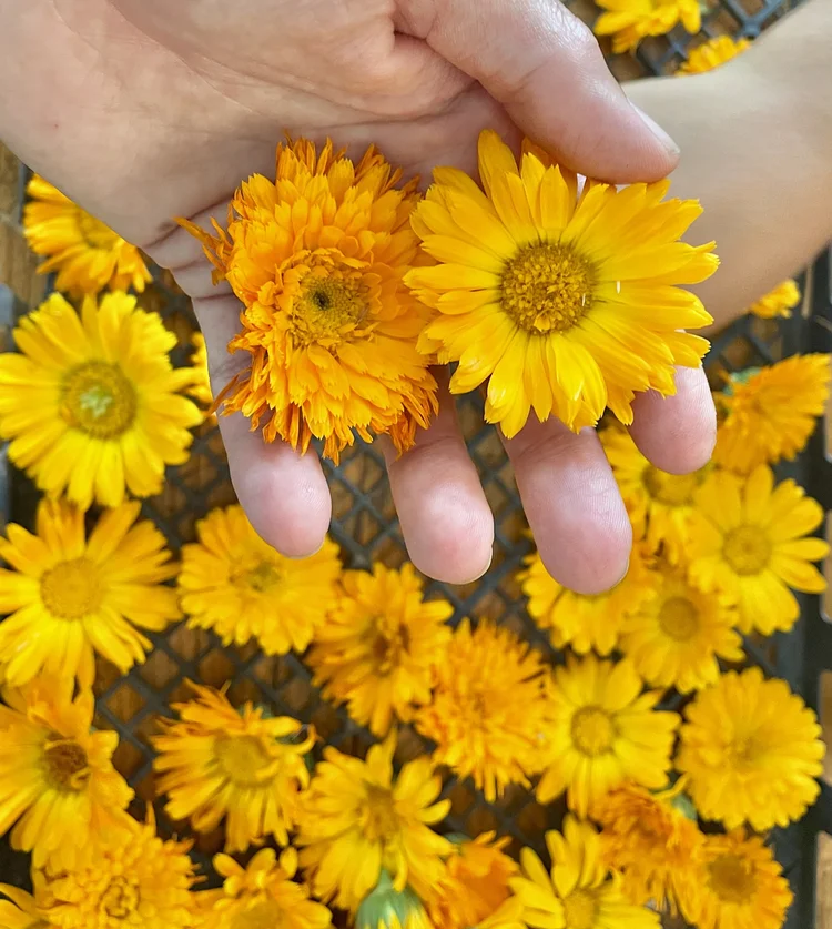 Calendula
