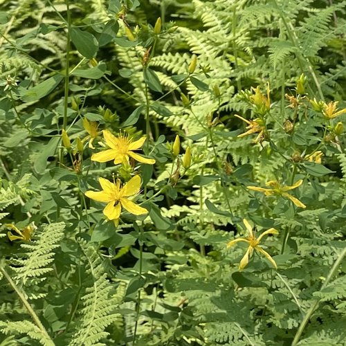St. John's Wort tincture