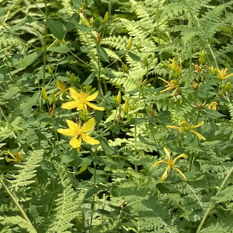 St. John's Wort