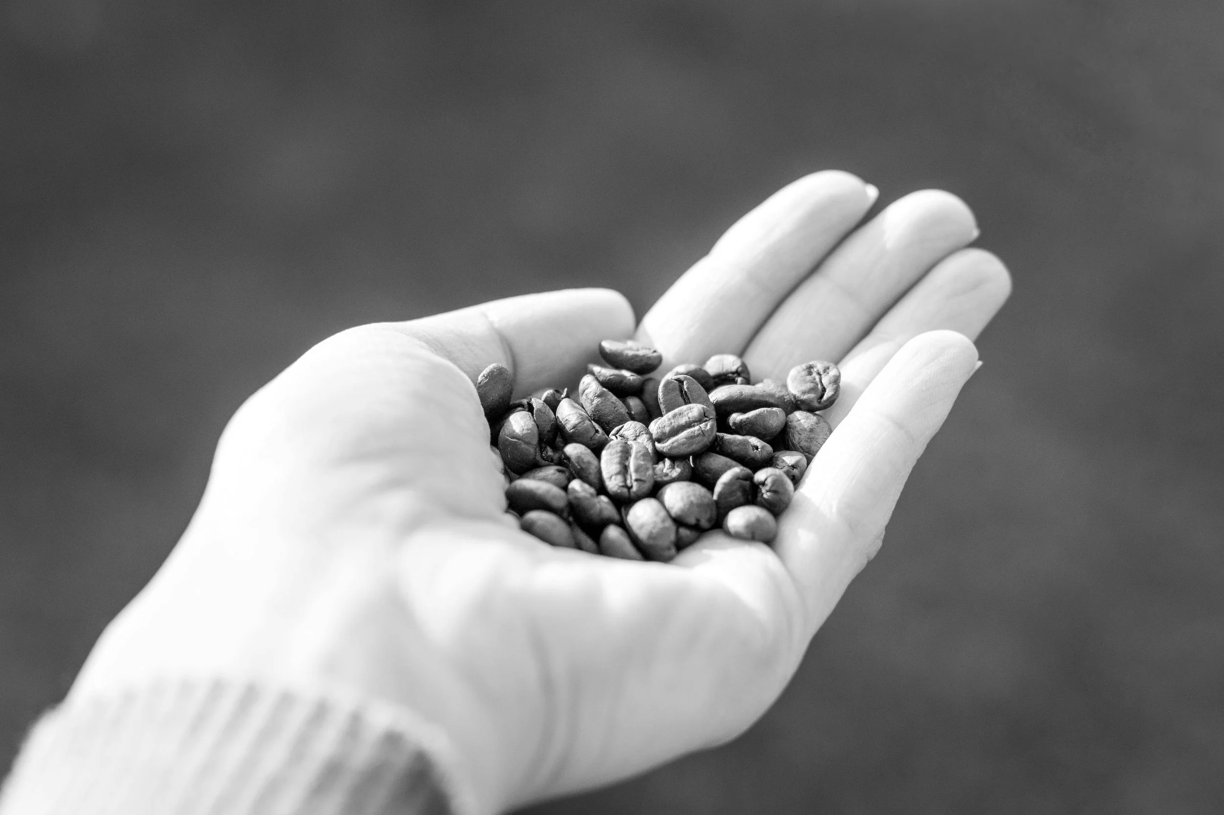 beans7.jpg