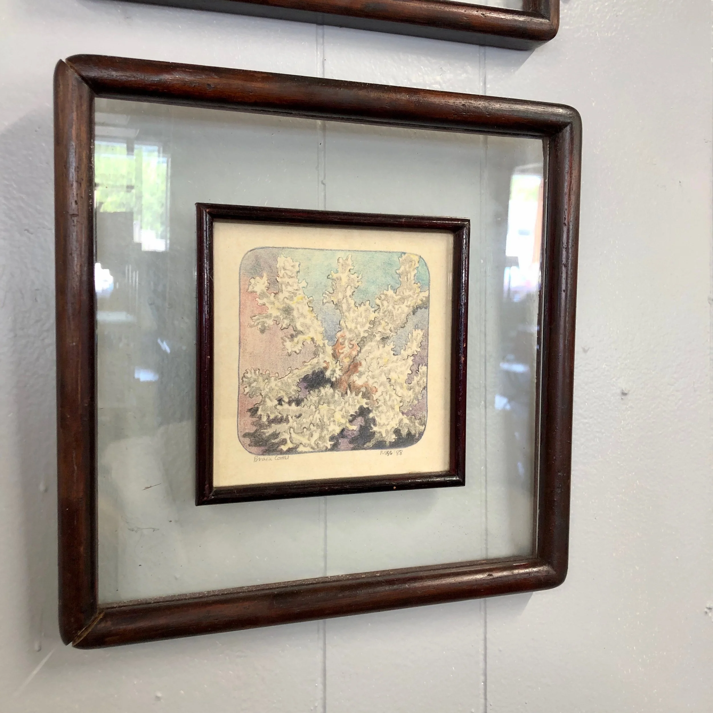 "Brain Coral," Colored Pencil Drawing, Signed M.B.S., 1988