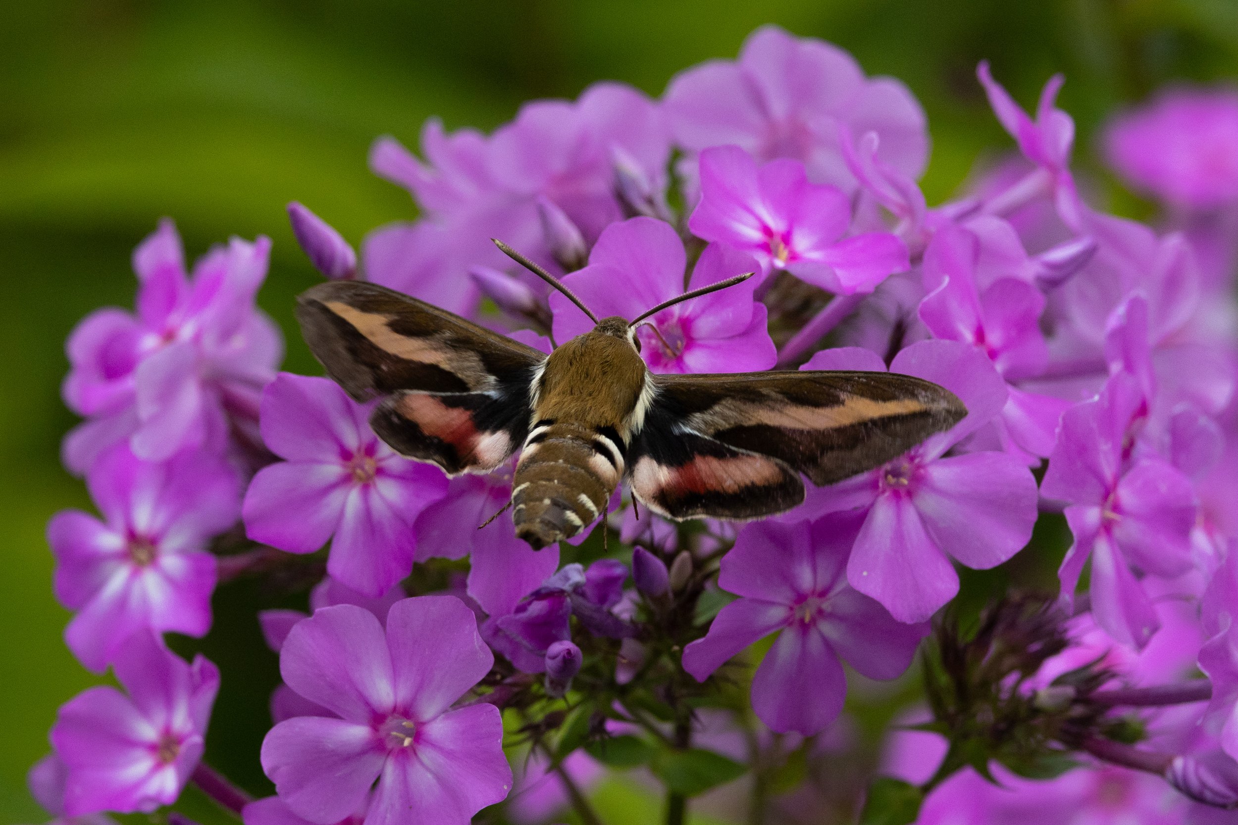 Hummingbird Moth