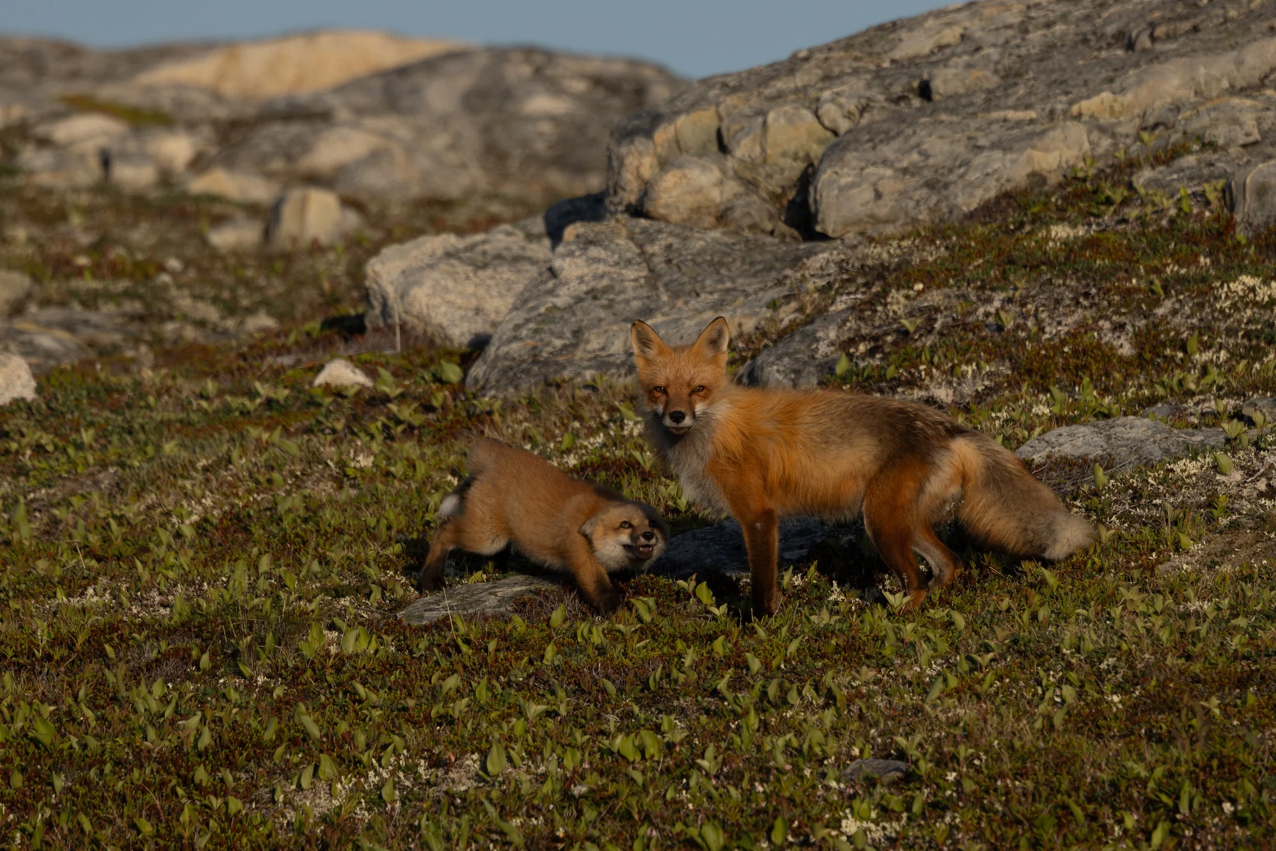 That Adorable Fogo Fox Family