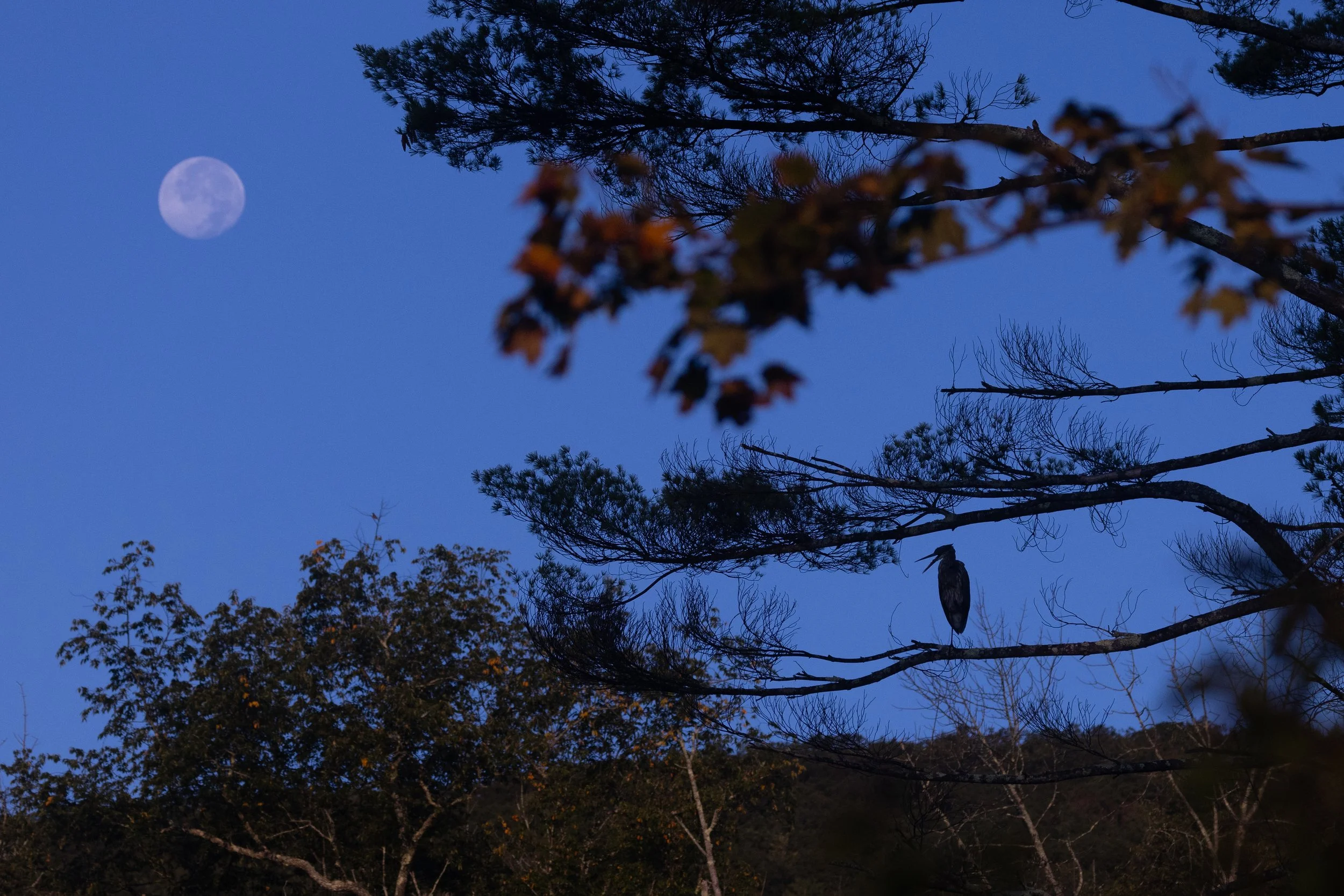 The Heron and the Full Moon!