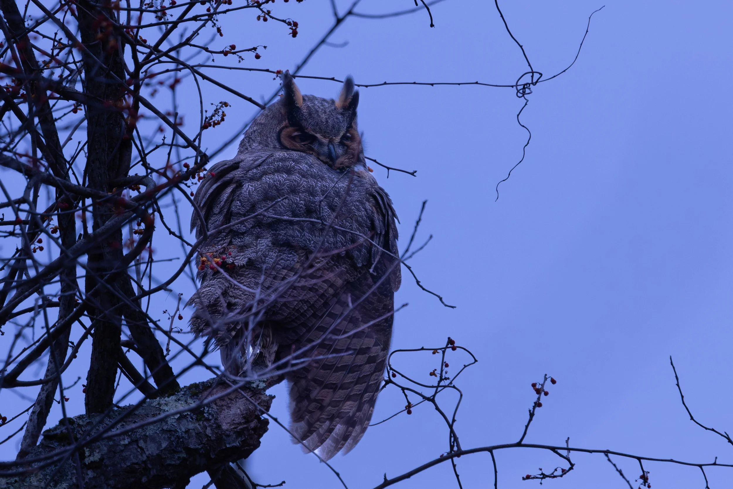 I followed the crows…