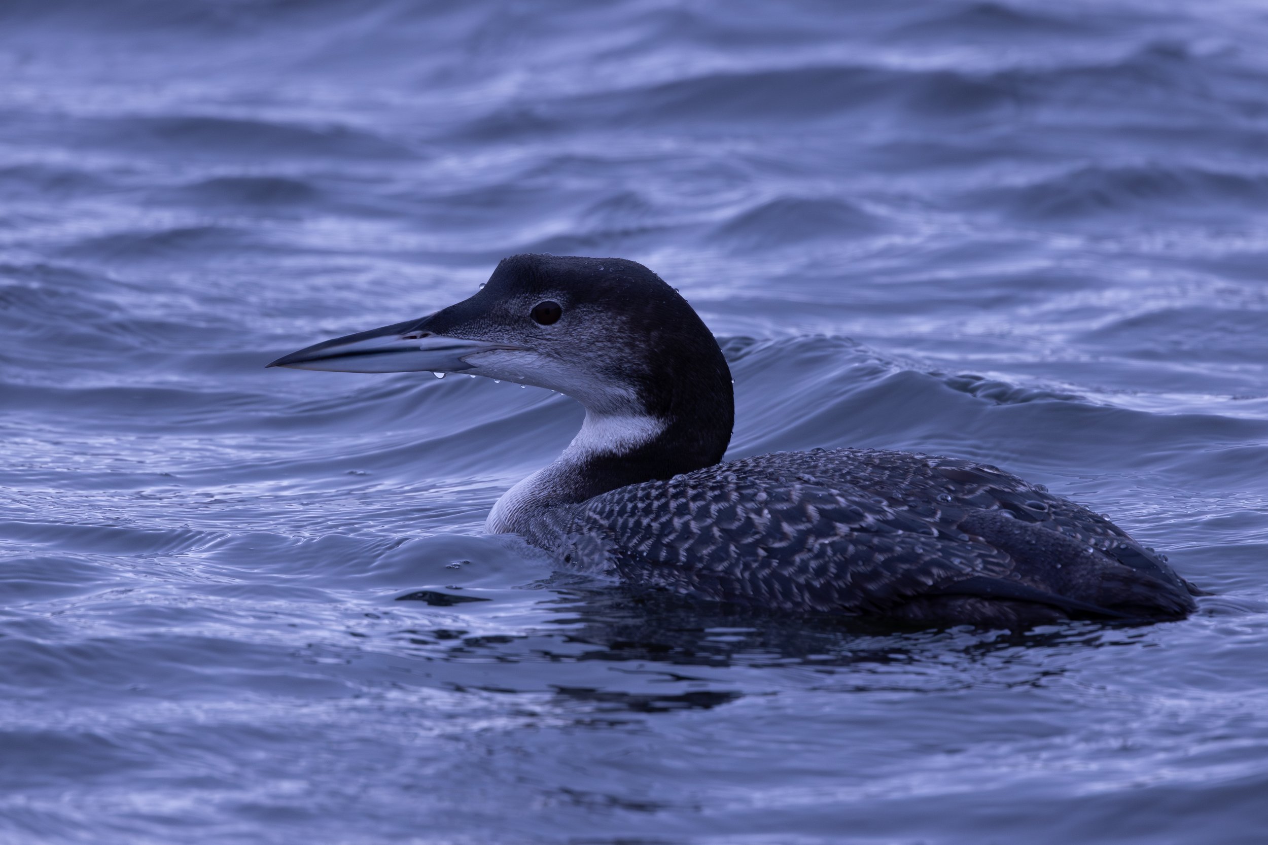A lone Loon on the River