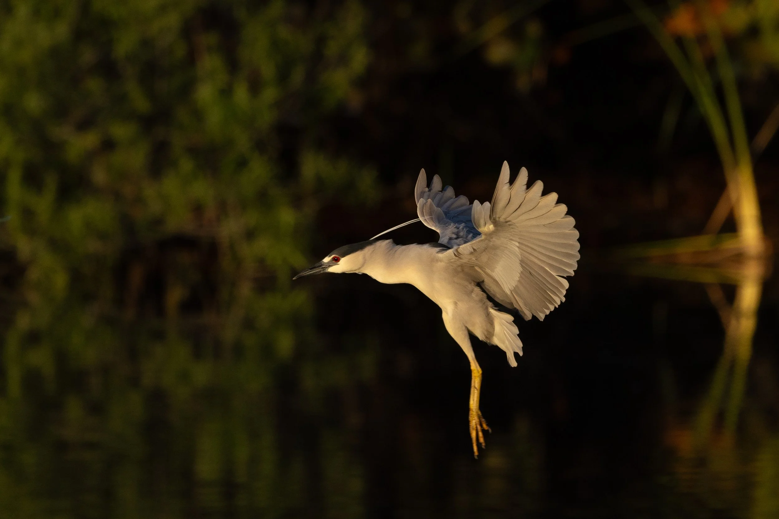 Radiance at the Rookery!