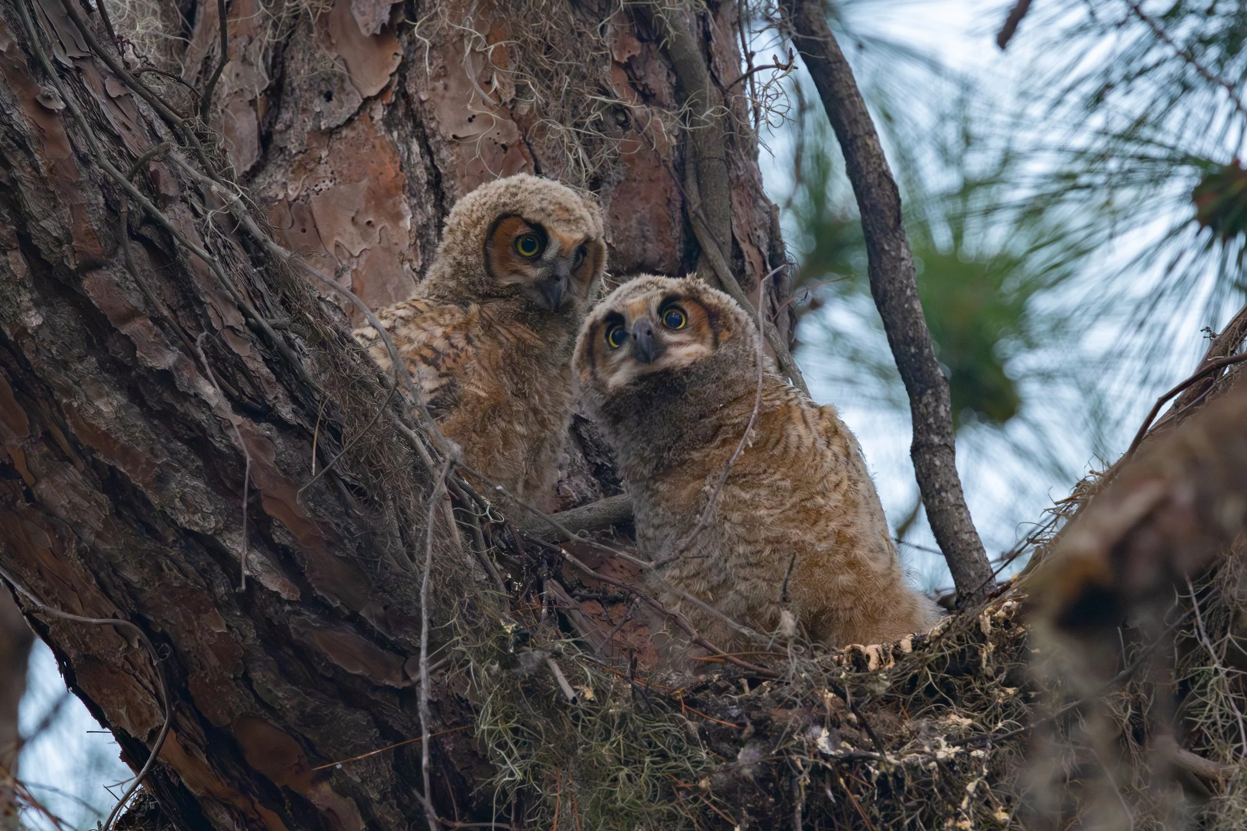 Meet the Hooter Family :)