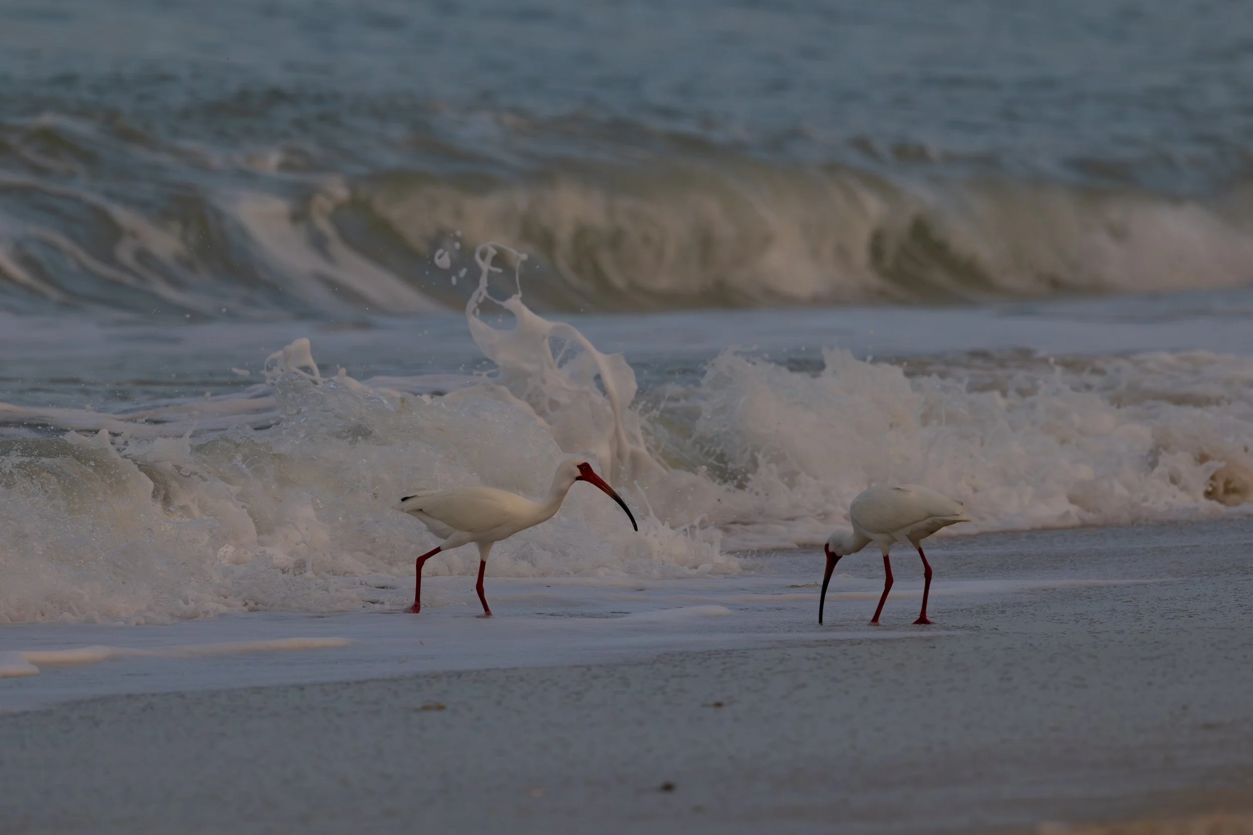 Feathers in the Surf