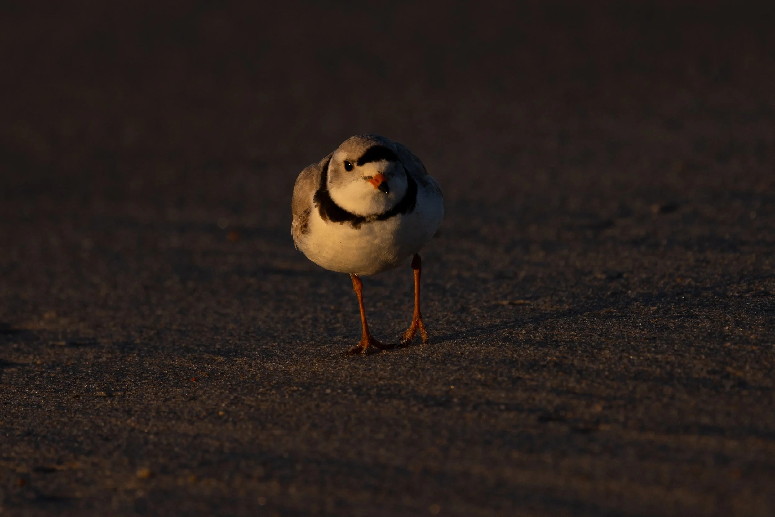 Piping Plovers at dawn