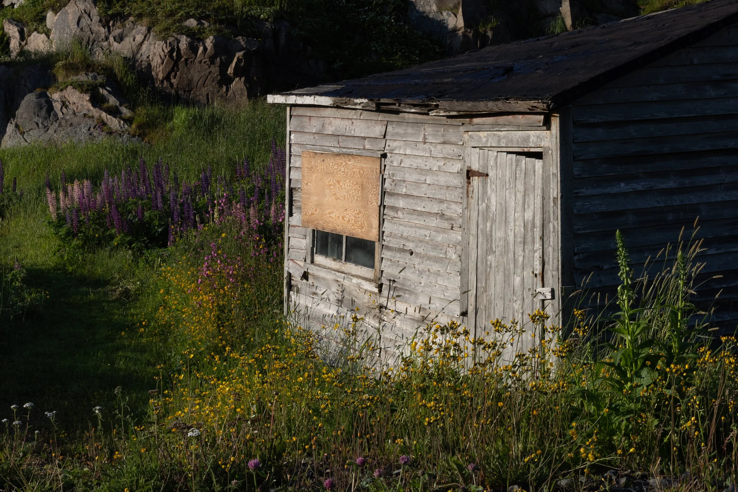 Fogo - Wandering…