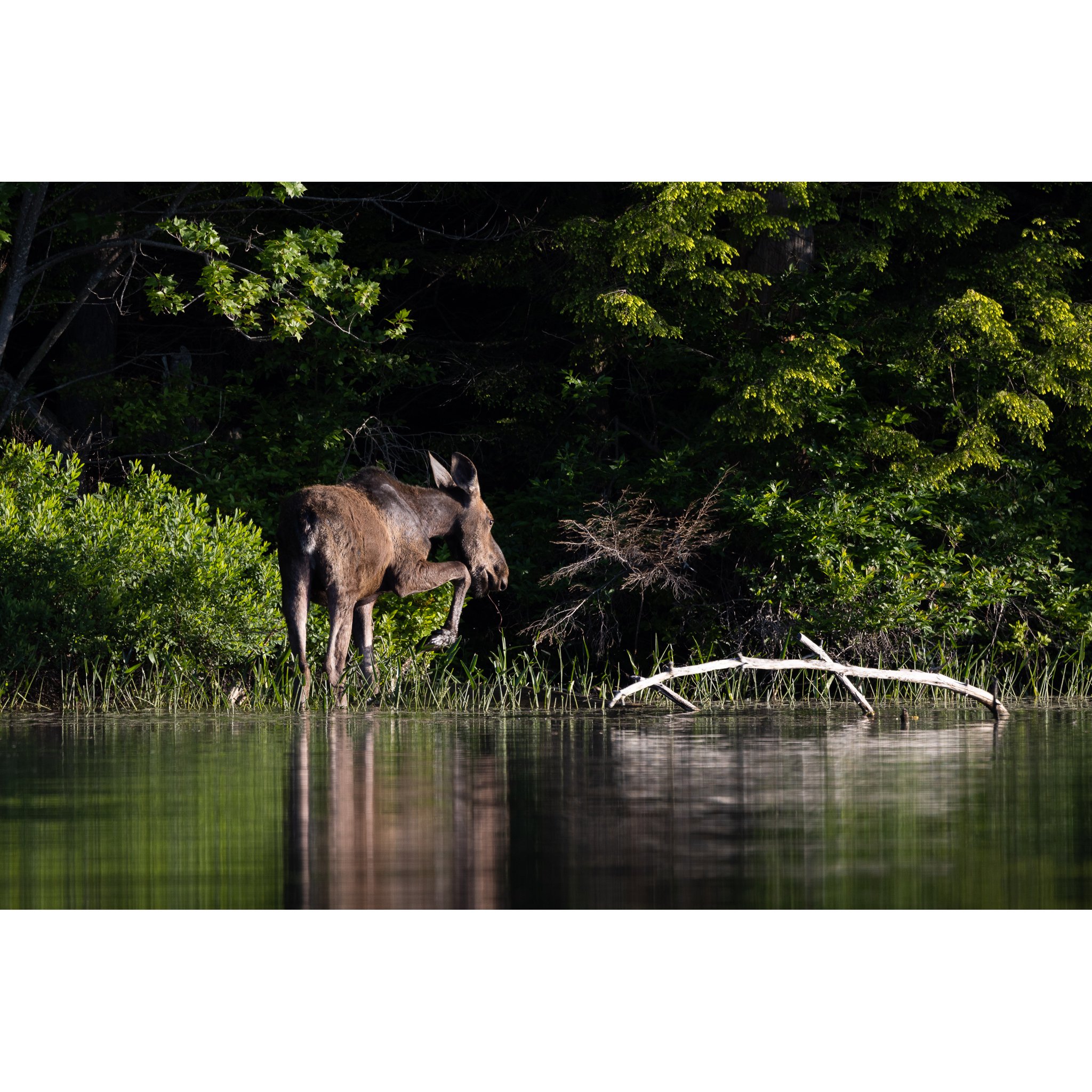 Moose Morning 2022