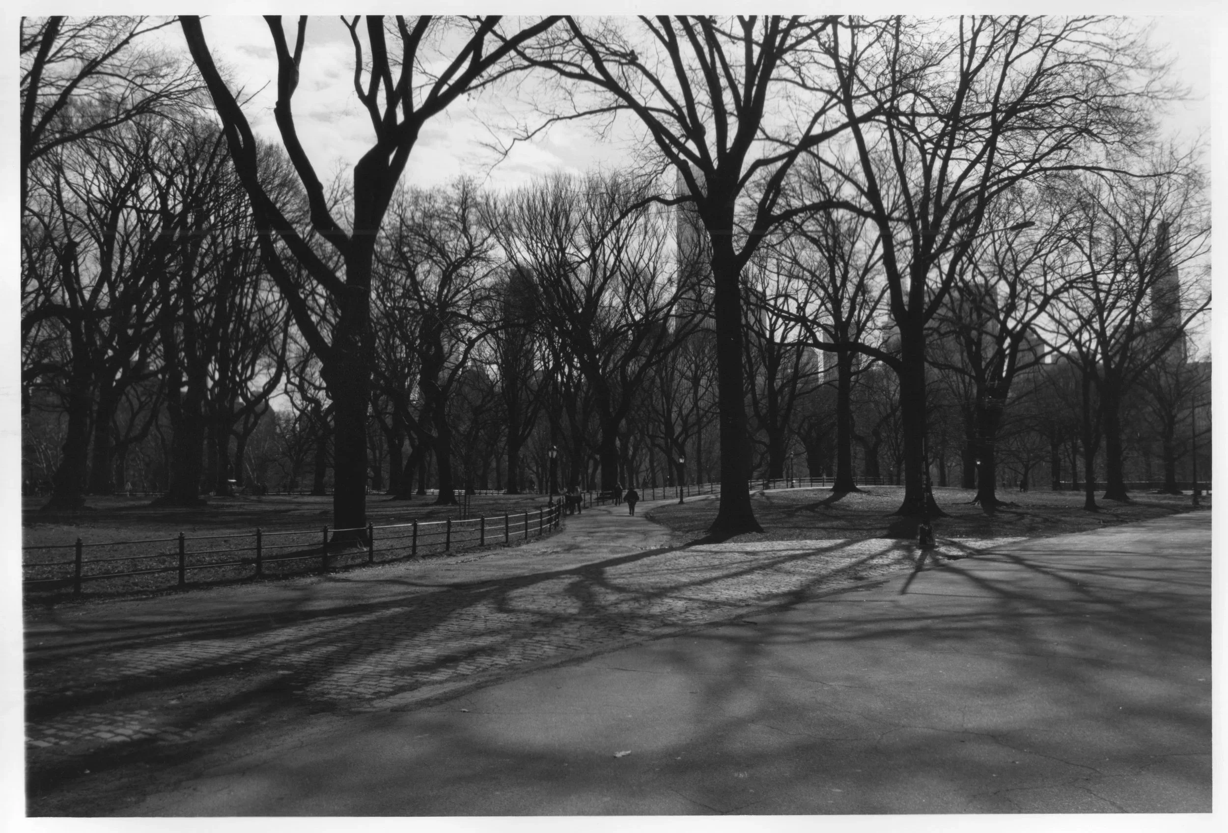 Central+Park+Trees+and+Path.jpg