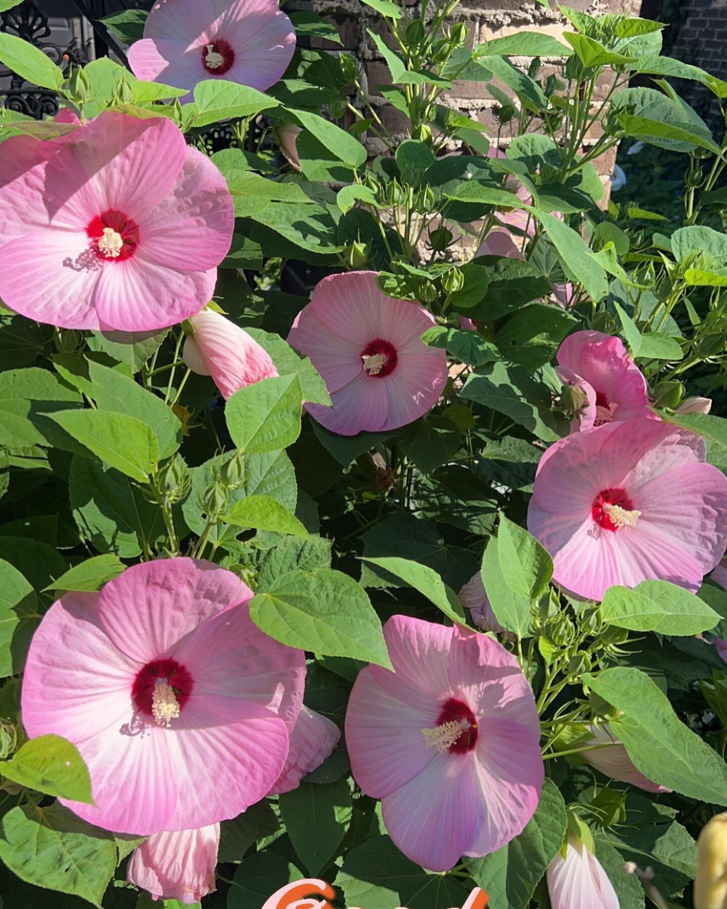 🌺Good morning from Poppies&rsquo; home garden! 😍🌺