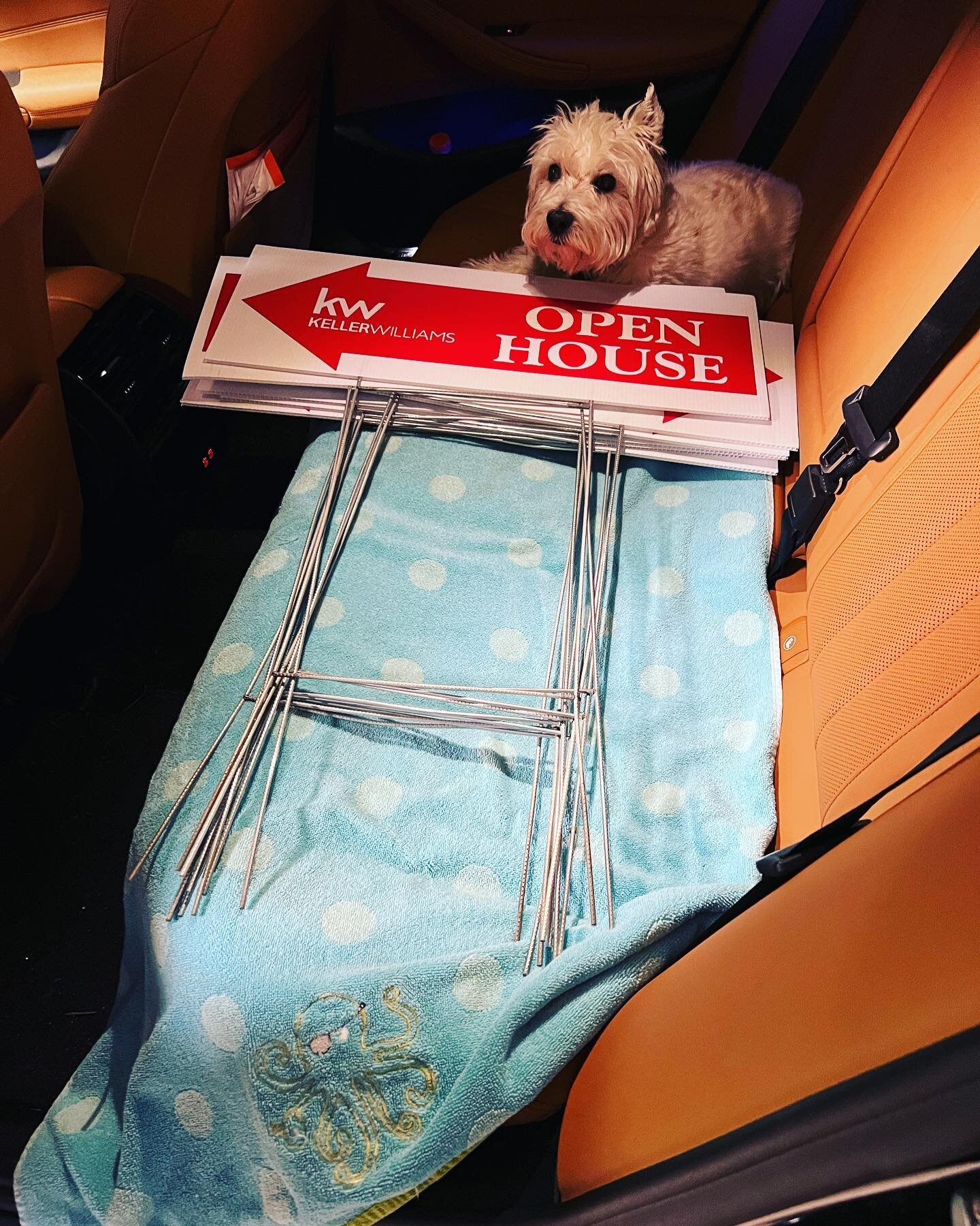 I&rsquo;ve got a stowaway! Apparently, Walter wants to be my assistant today. #realestate #realestateagent #palmbeachrealestate #palmbeachrealtor #westpalmbeachrealtor #westpalmbeachrealestate #westpalmbeach #palmbeach #renovation #moveinready #updat