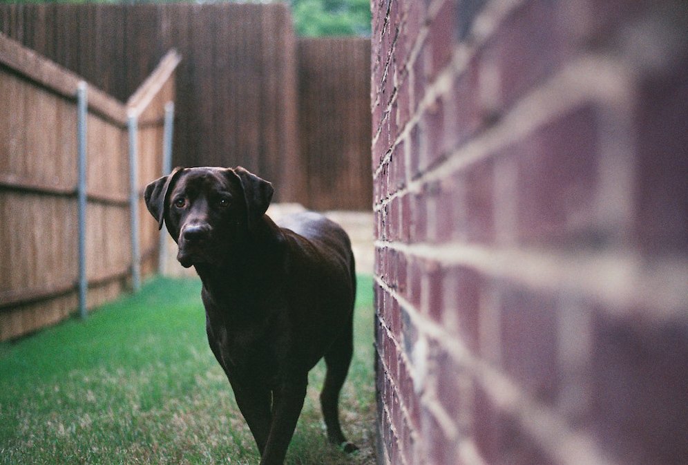 I've had a roll of film (several, actually) sitting undeveloped in a drawer for close to 10 years. I recently found the time to get them processed, and what a gift to get another glimpse of Rufus. The best chocolate lab to ever live. 🐶