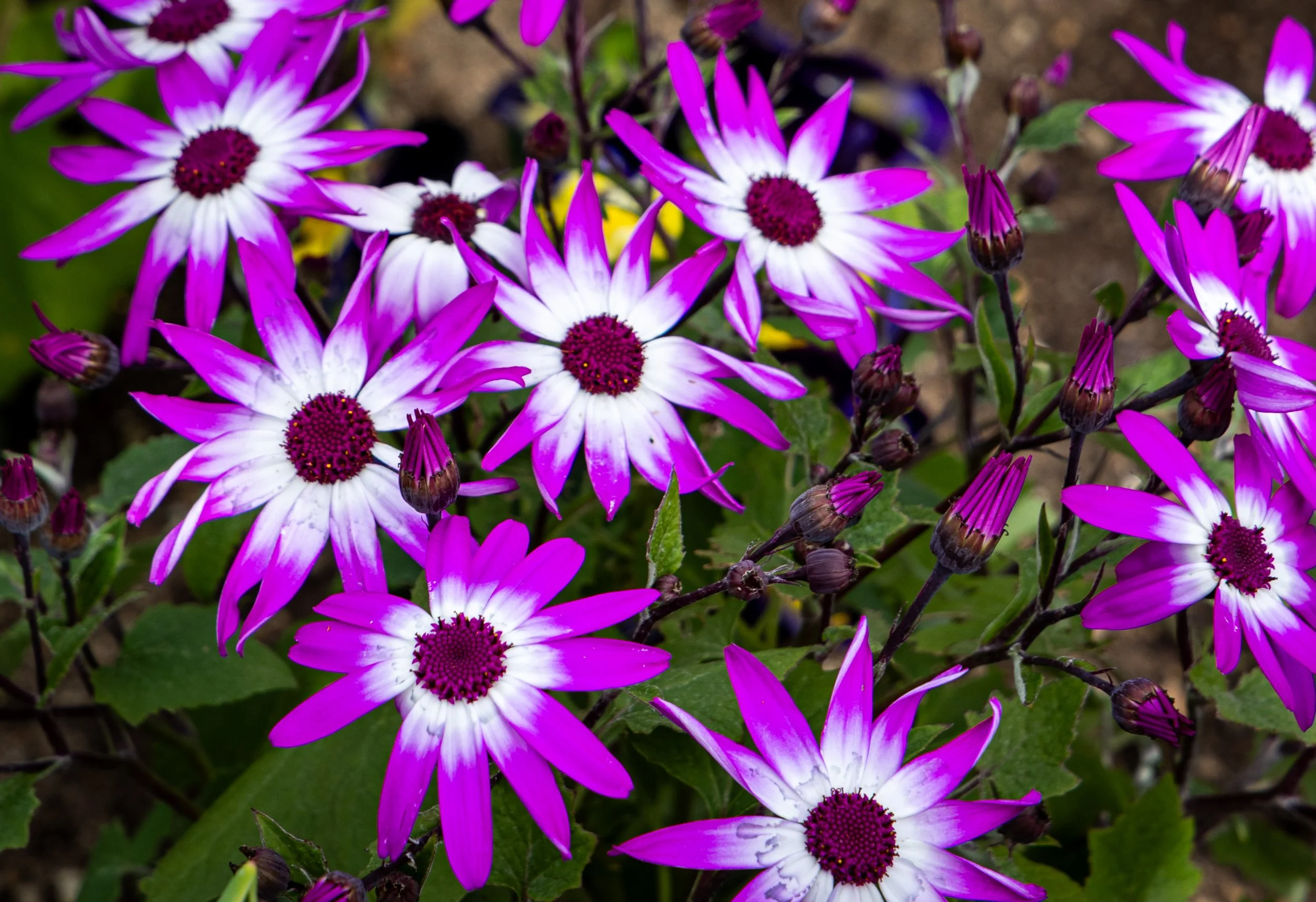 0O2A7354-2.jpg