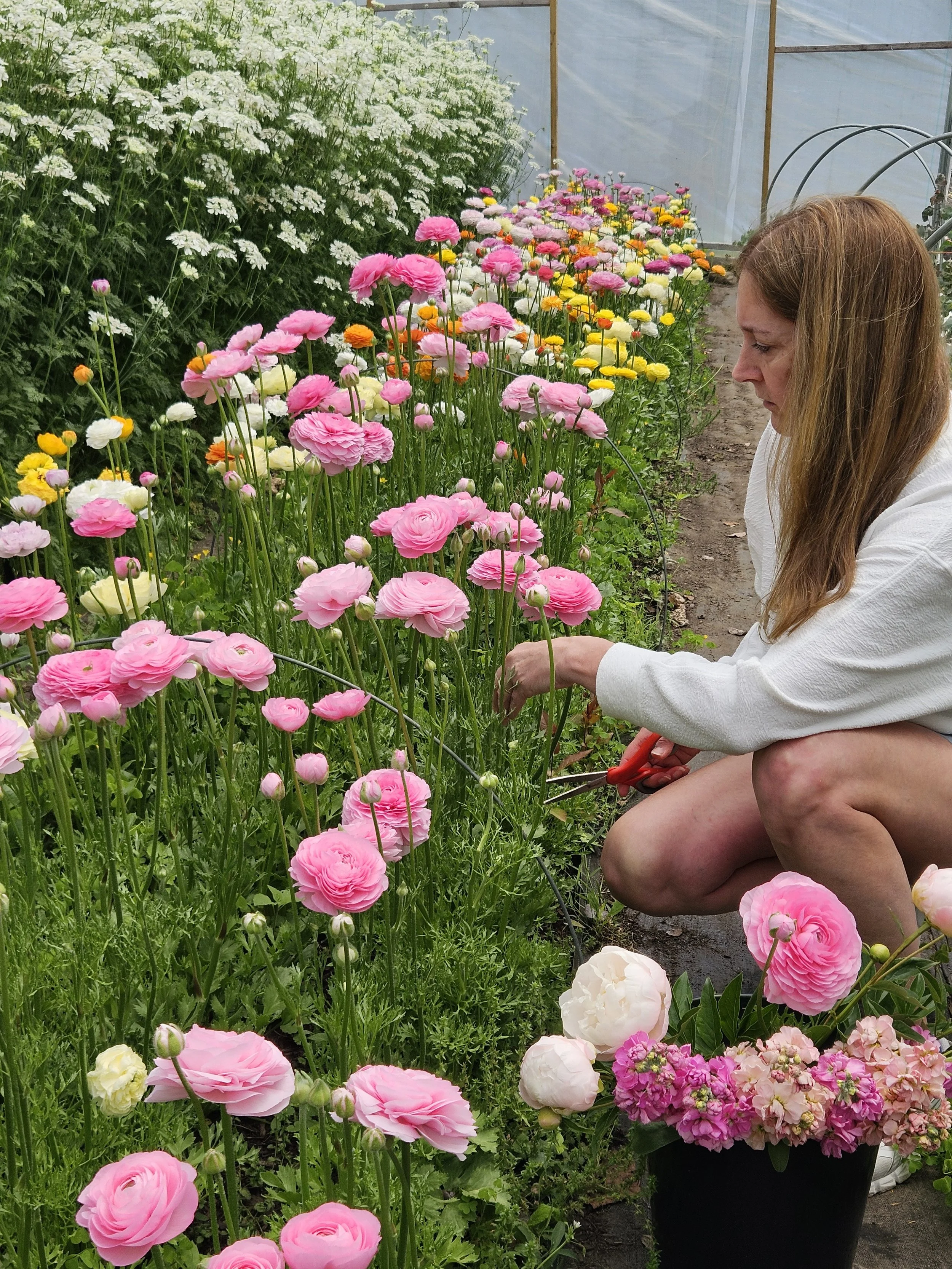 Ranunculus May 2025 High Tunnel 