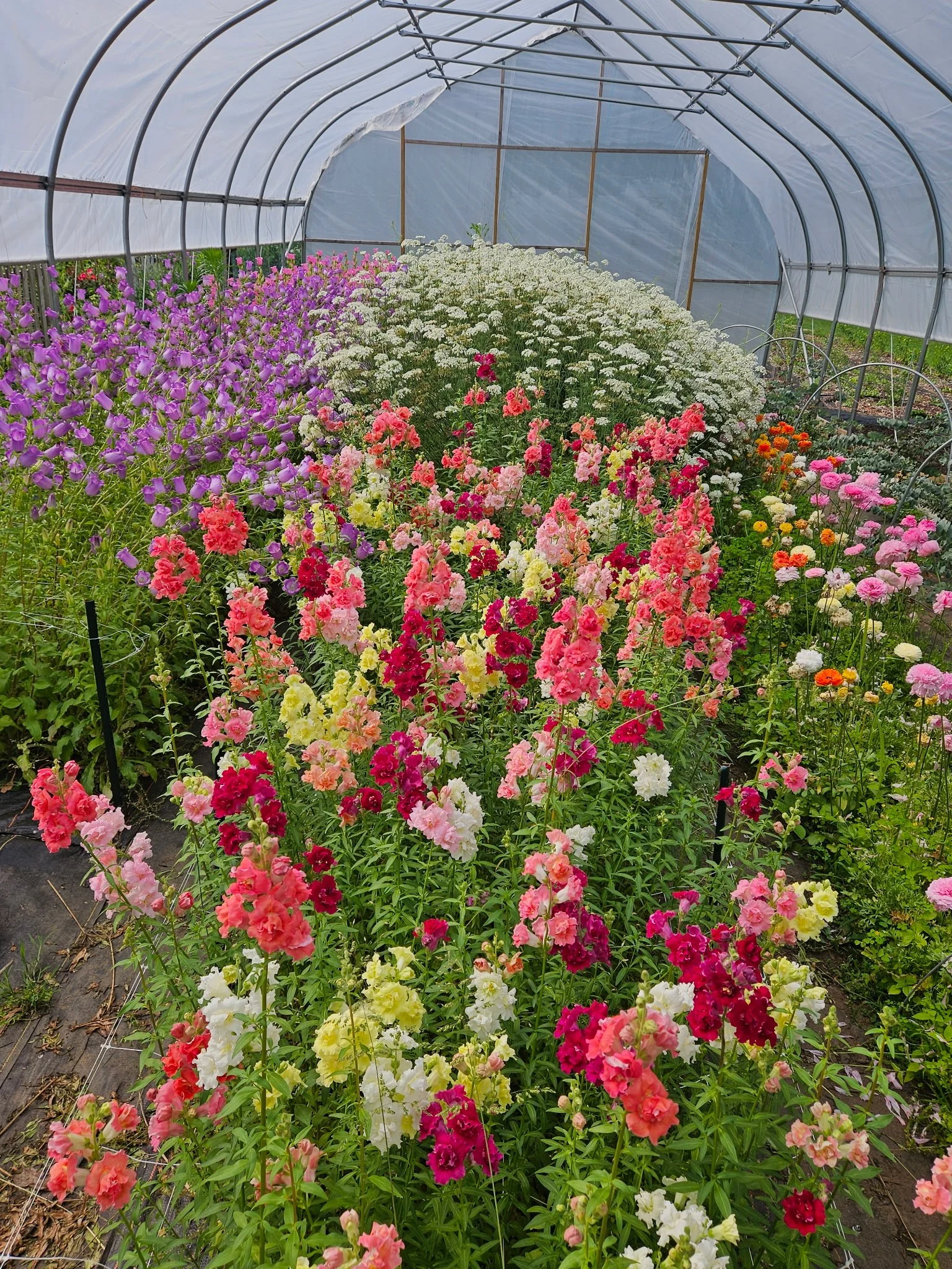 High Tunnel May 2025