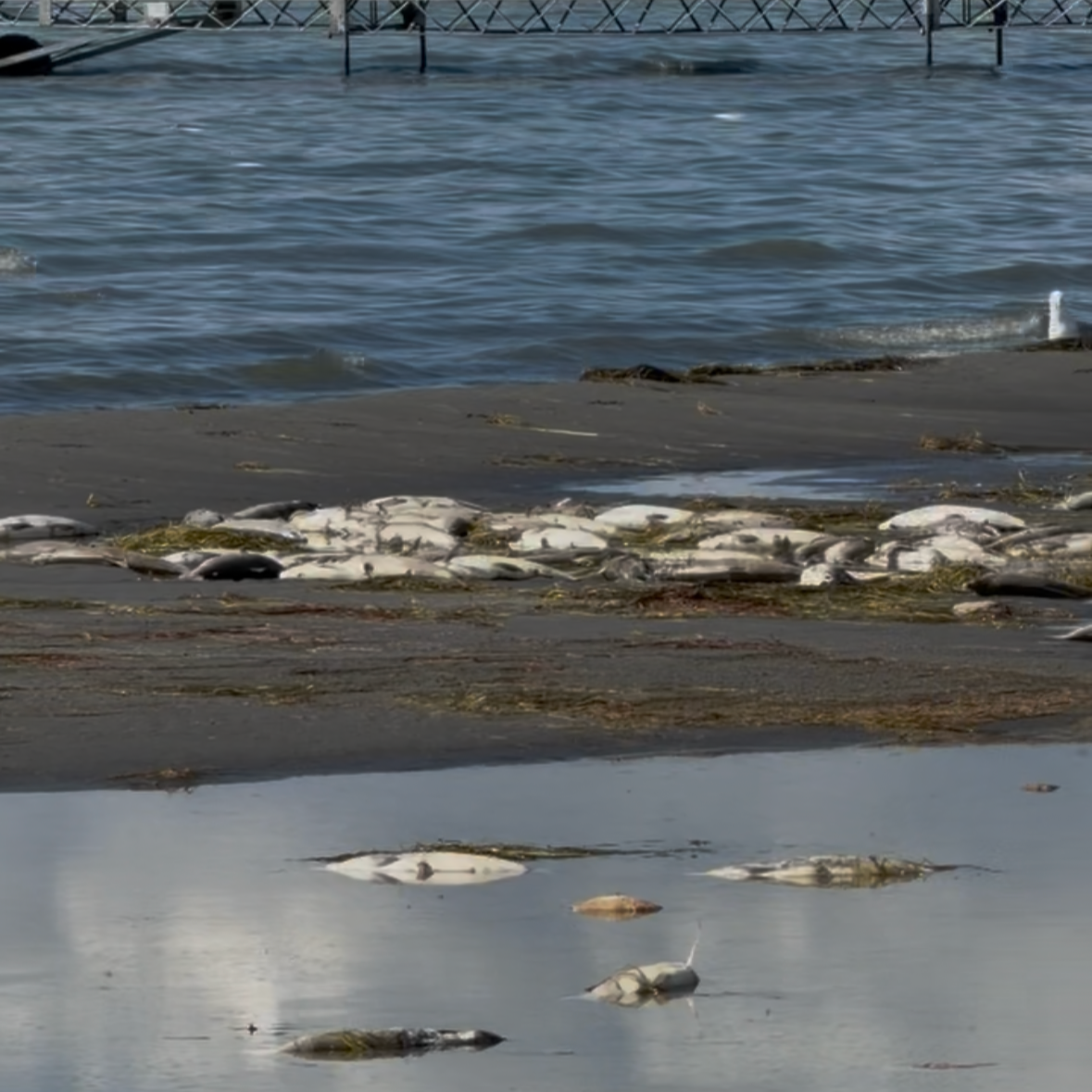 Gull Lake Summer Conditions Report
