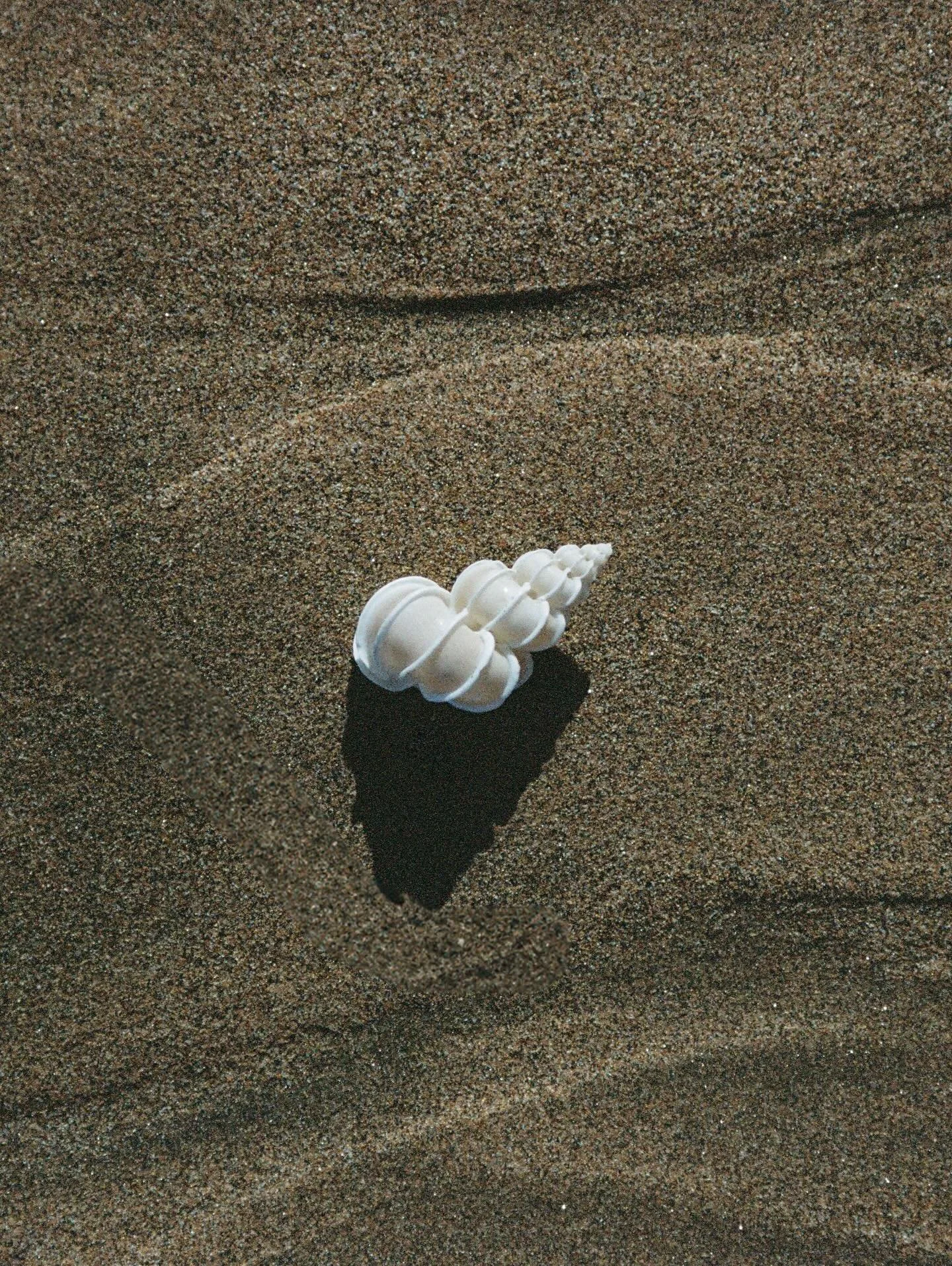 I&rsquo;m that person on the beach, completely lost in my own world, photographing a newly discovered favorite shell 🐚

 #35mm #shell #photography