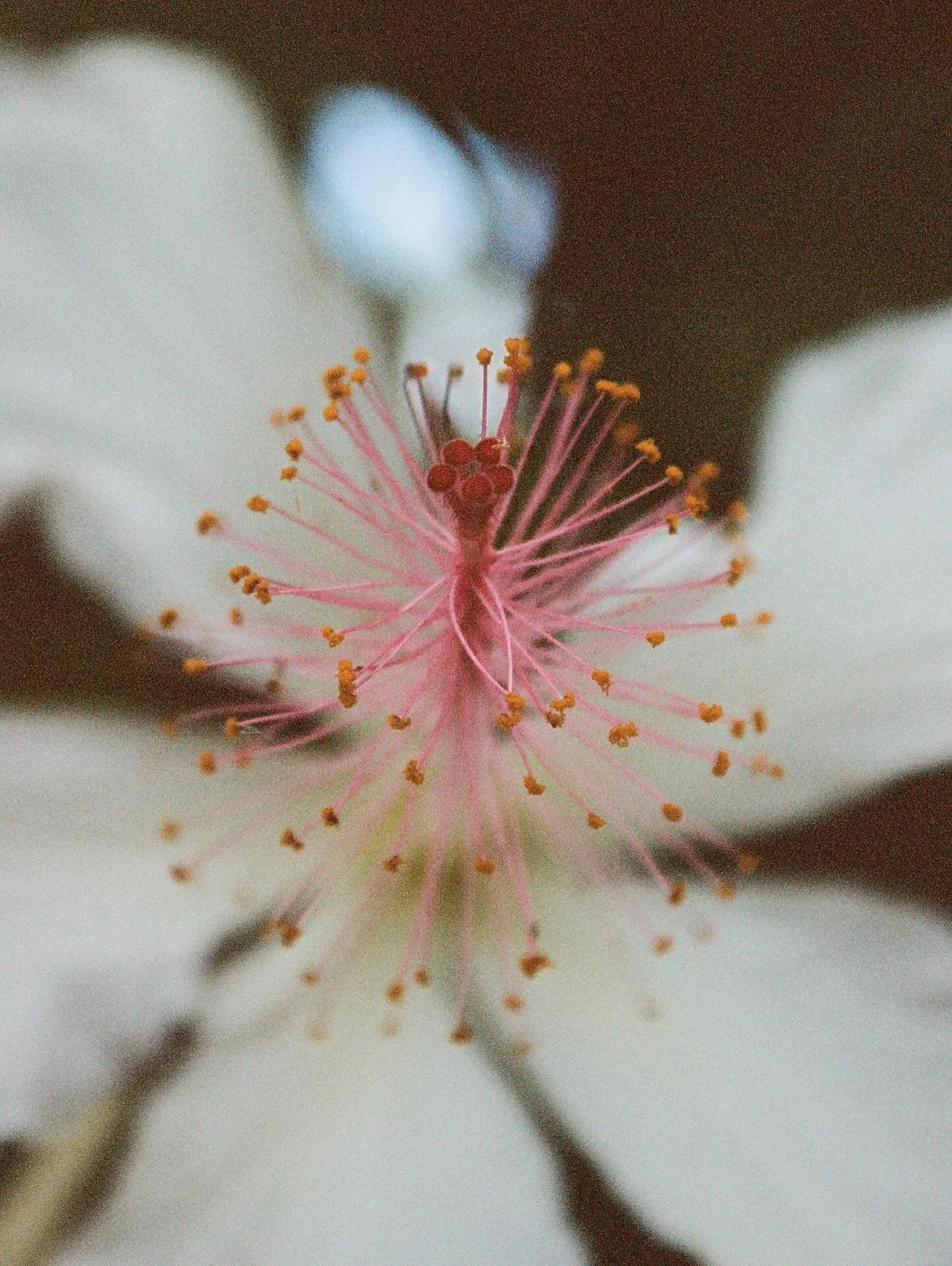 hibiscus on #35mm film 🫶🏽