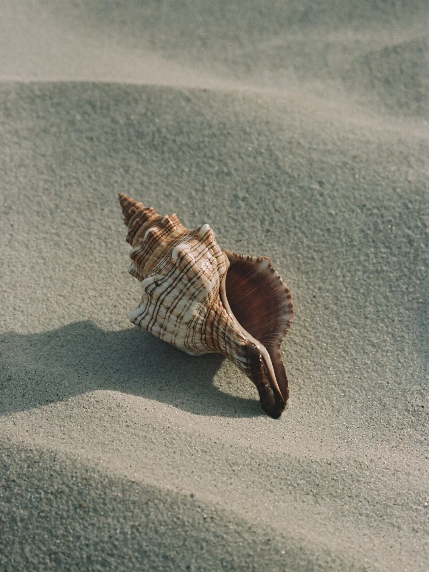 needed to add a seashell to the grid &mdash;&mdash; #35mm