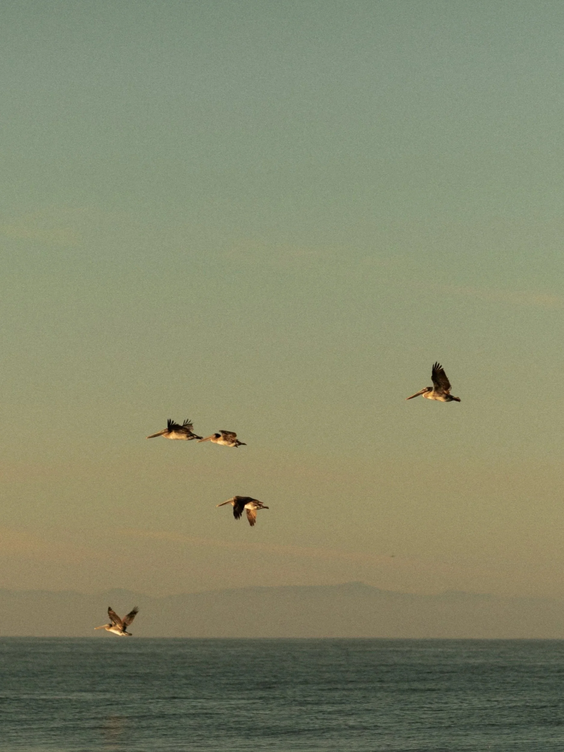 CALIFORNIA DREAMIN