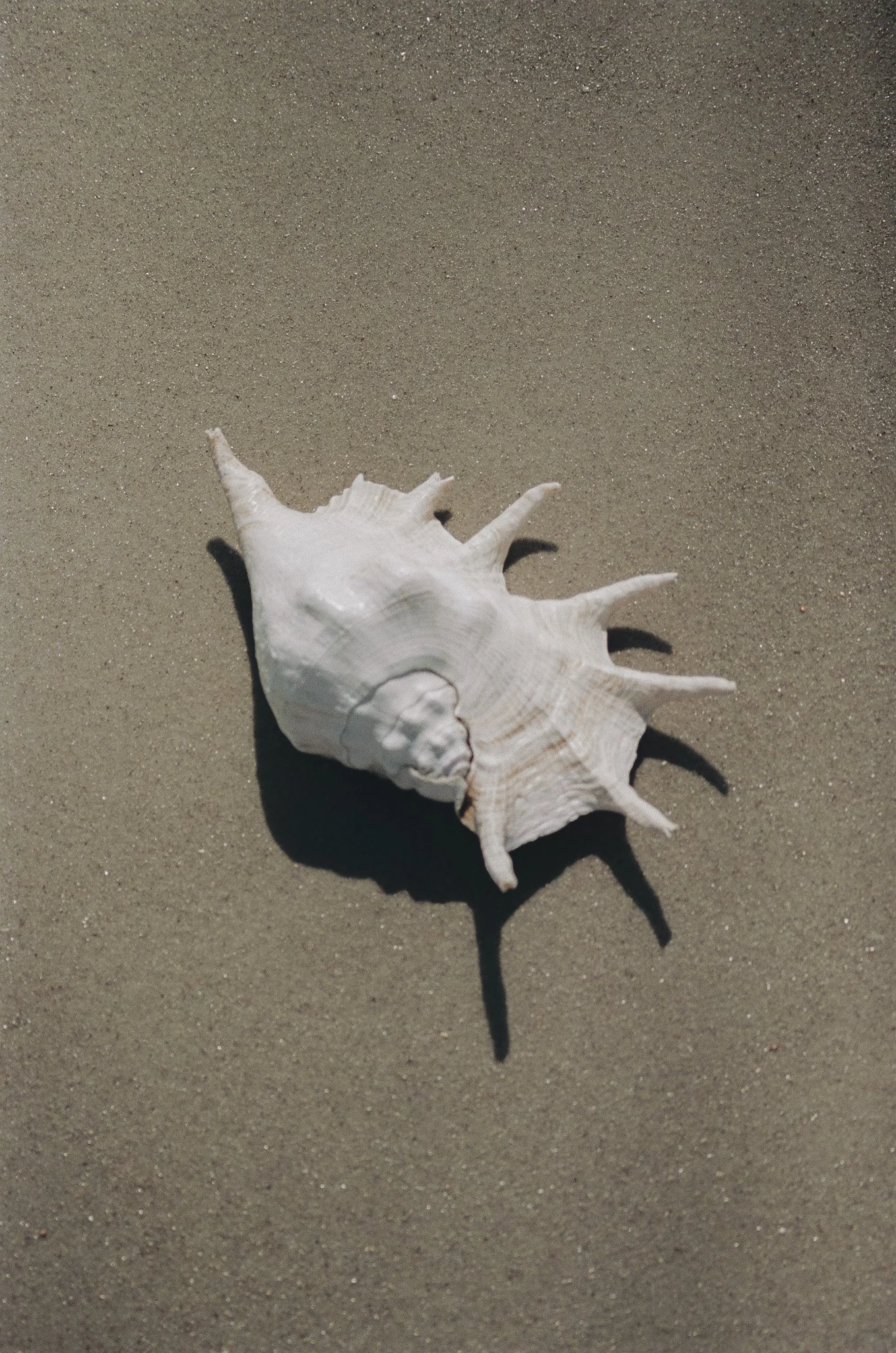 shell on film by Kamokila.jpg