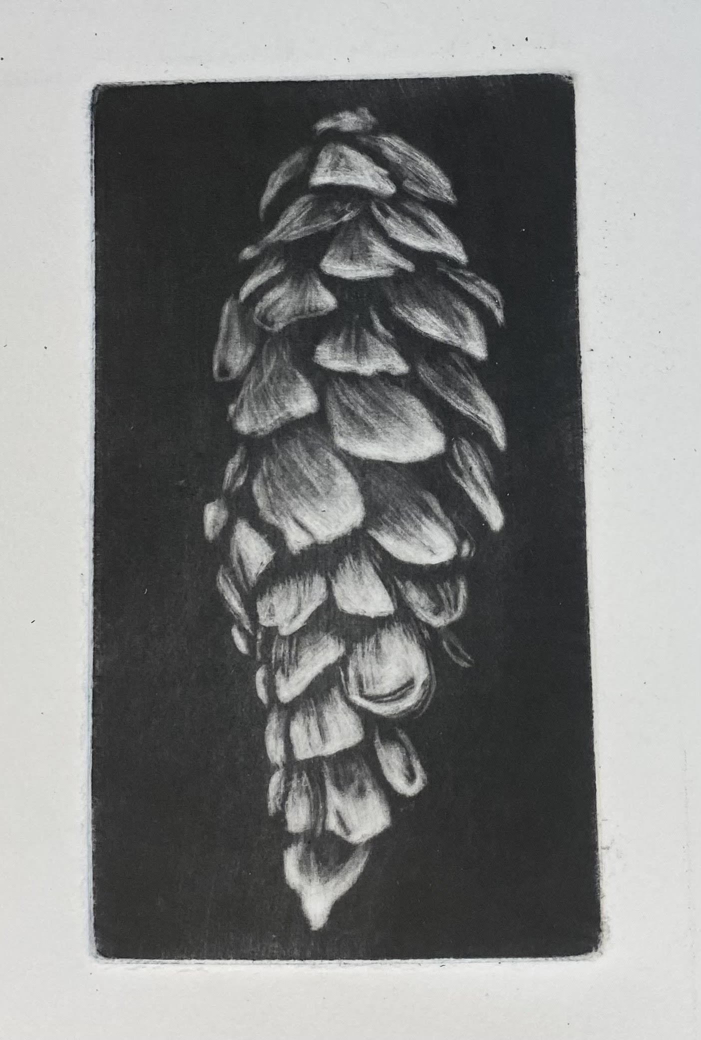 Andrew Jagniecki_nature art_etching.jpg