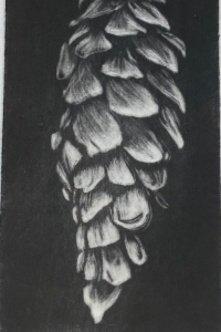 White Pine Cone